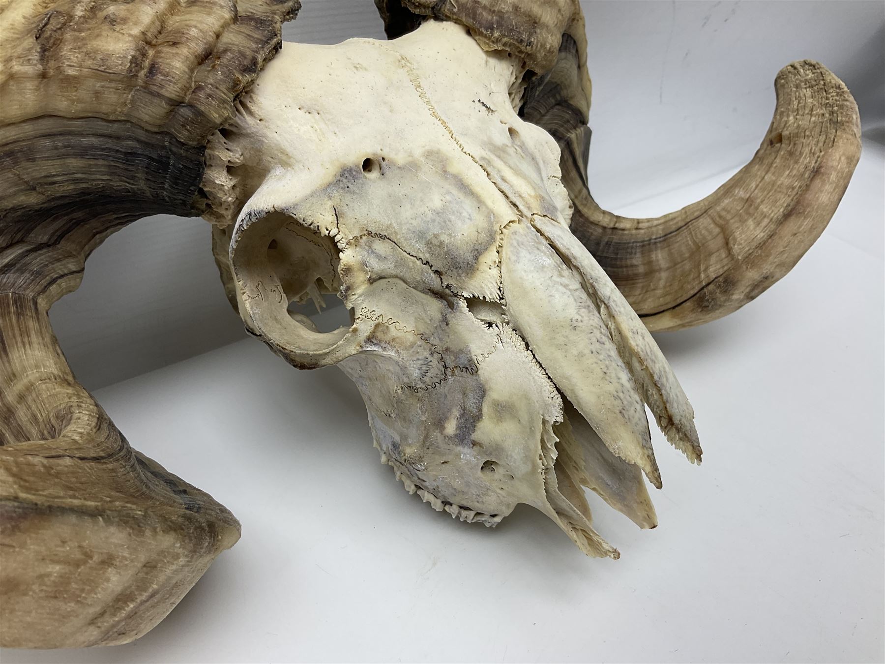 Skulls/Horns: Swaledale Ram Skull, (Ovis aries), set of adult horns on upper skull, H17cm