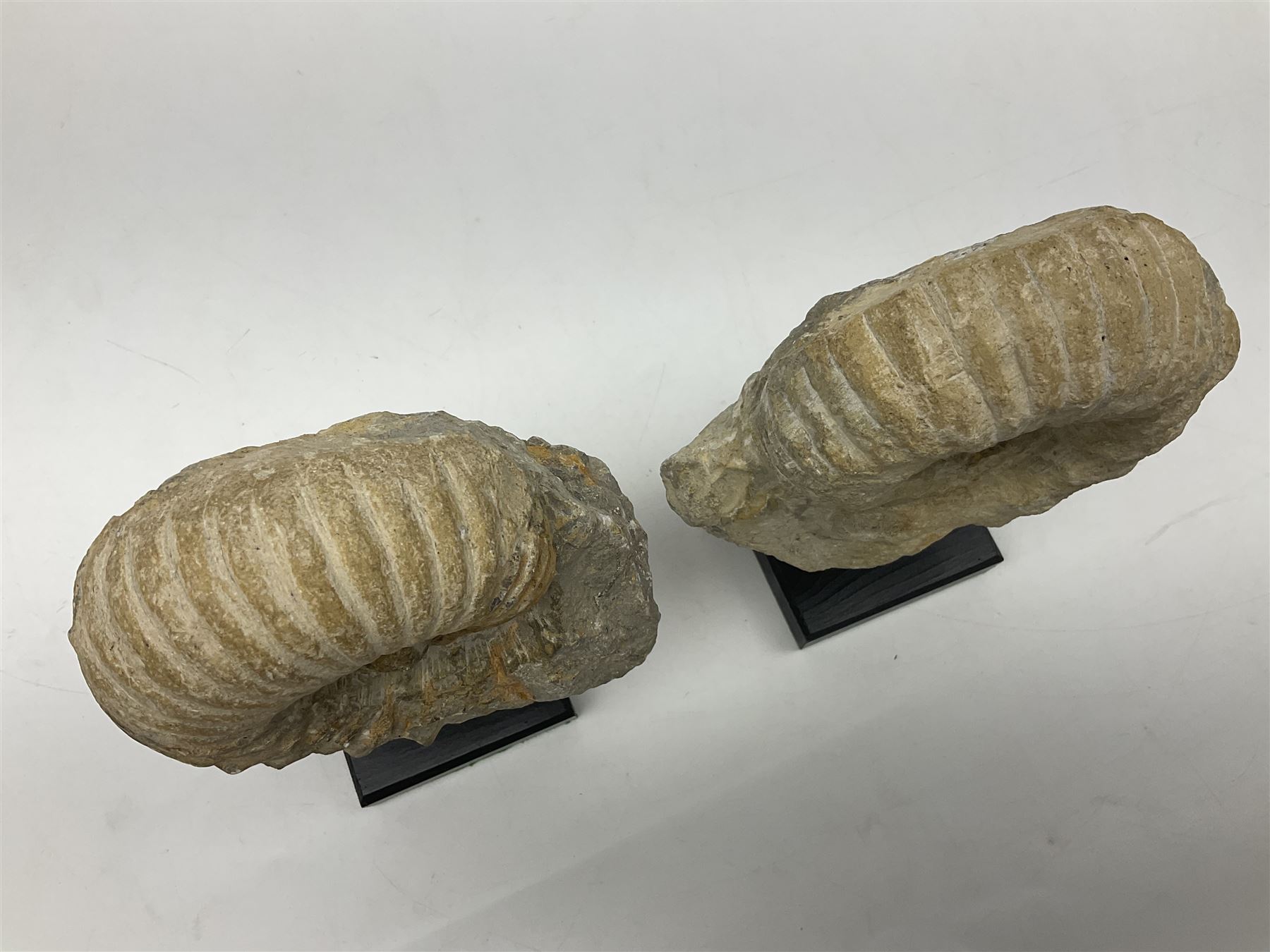 Pair of ammonite fossils, each individually mounted upon a rectangular wooden base, age; Cretaceous period, location; Morocco, H19cm