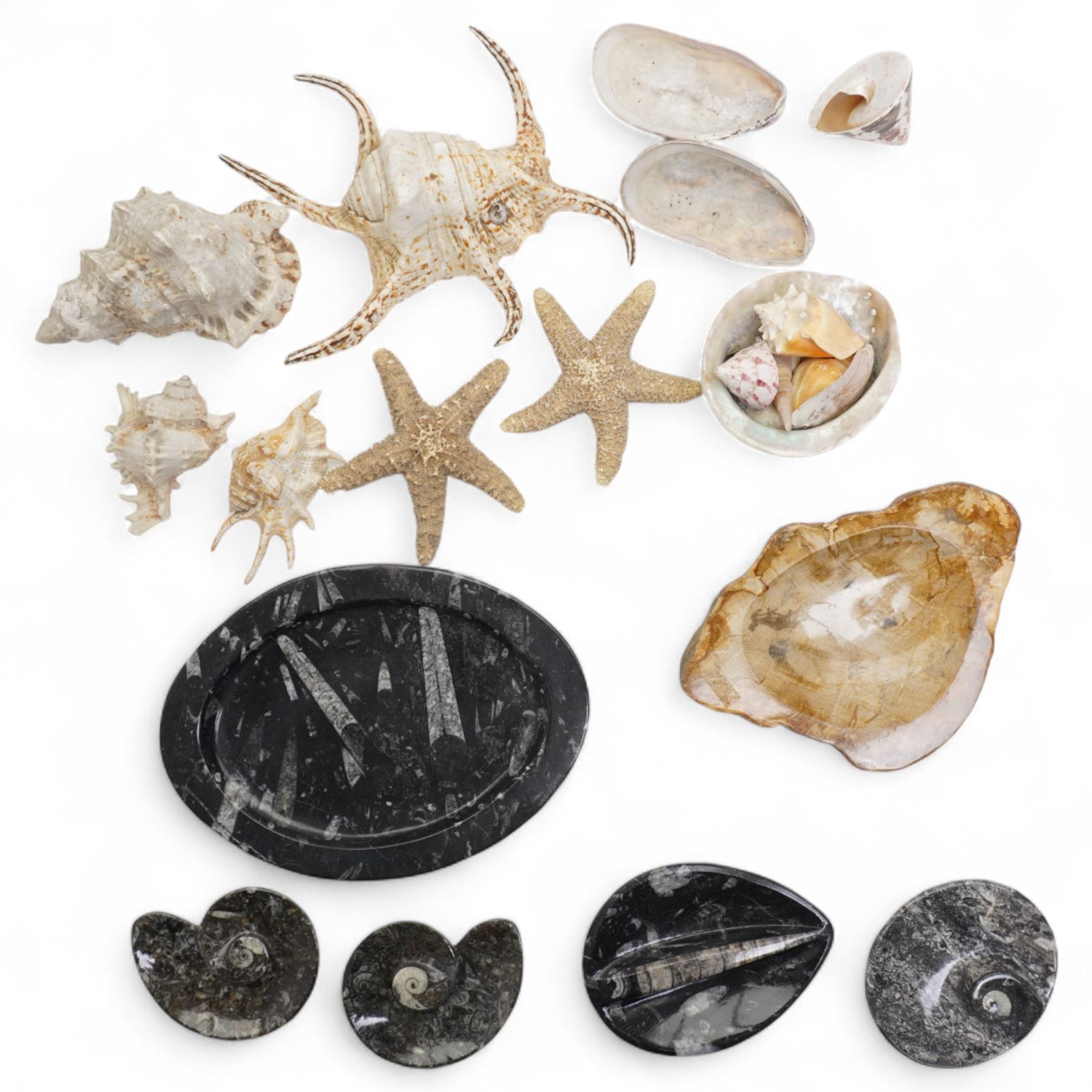 Petrified wood dish, three spiral fossil dishes and other similar examples, and a collection of shells