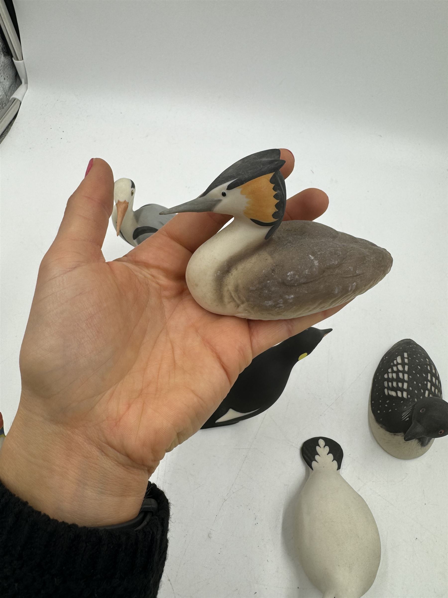 Group of eleven Scottish 'Isle of Arran' bisque porcelain birds, to include Great Northern Diver, Eider, great Crested Greebe, Artic Tern, King Penguin, etc.
