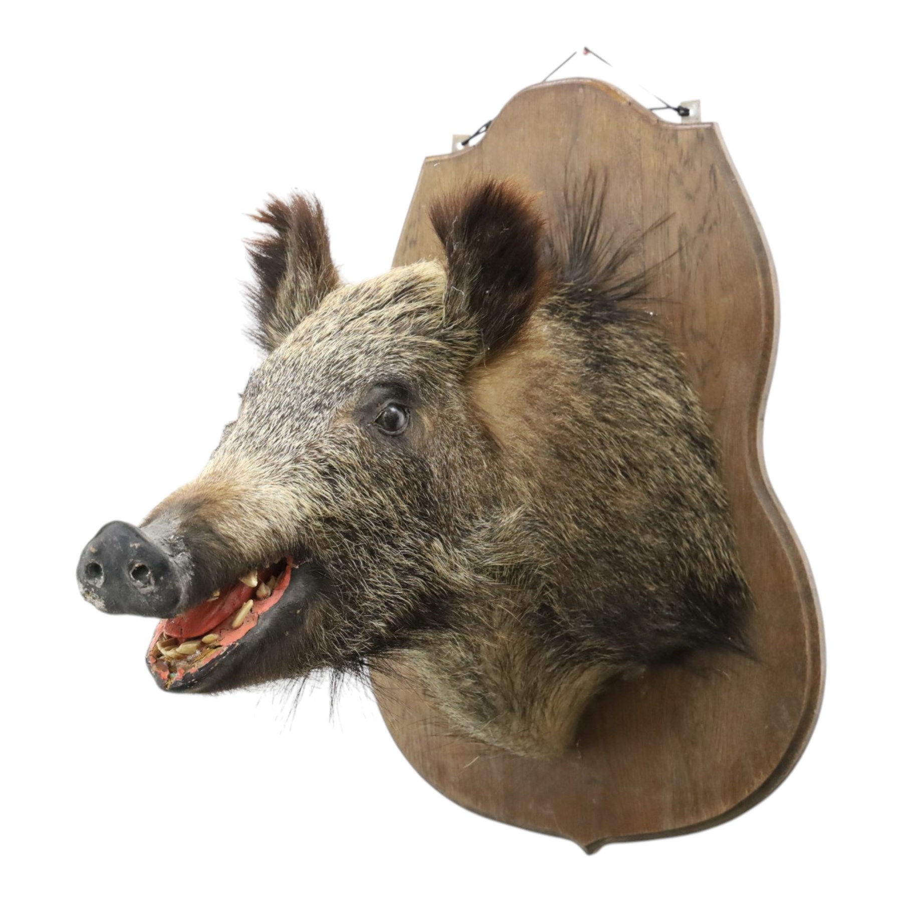 Taxidermy - Wild Boars head on oak wall shield H65cm