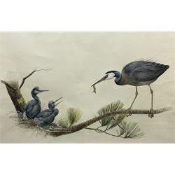 Elaine Power (British 20th century): 'White Faced Heron', watercolour  signed titled and dated 1973, 44cm x 67cm
Provenance: exhibited at the 'John Leech Gallery', Auckland label verso