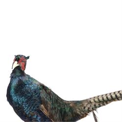 Taxidermy: Red Grouse (Lagopus lagopus) and Melanistic Cock Pheasant (Phasianus colchicus), roe deer shoulder mount (Capreolus capreolus)