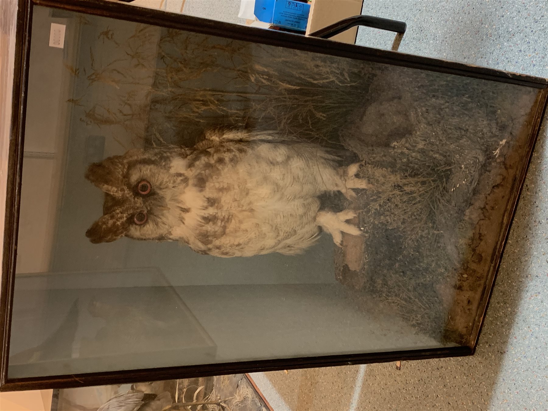 Taxidermy: Victorian cased Great Horned Owl (Bubo virginianus), perched upon a tree stump, in naturalistic setting with long and short grasses, set against a pale blue painted backdrop, enclosed within an ebonized single pane display case, with paper label verso inscribed Giant Horned Owl from N America, H84cm L51.5cm D29cm