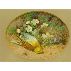  William Cruikshank (British 1849-1922): Still life - Fallen Bird with Nest, oval oil on paper signed 8cm x 10.5cm  