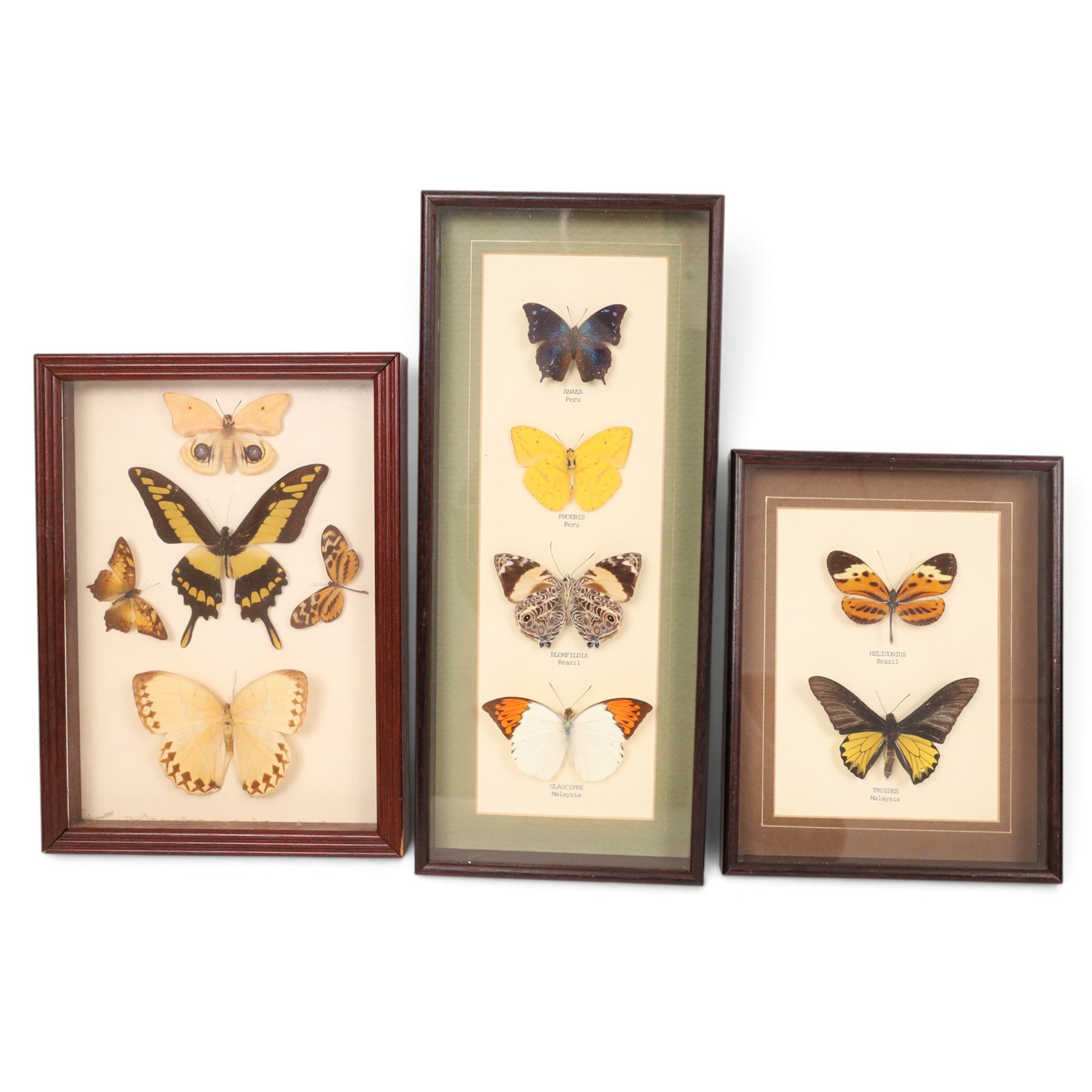 Entomology; four framed displays of various species of butterflies, including Heliconius, Troides, Phoebis etc 
