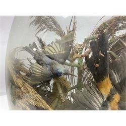 Taxidermy: late Victorian tropical bird diorama, containing several tropical birds to include, Black-headed Oriole (Oriolus Larvatus), Siskin (spinus), Green Honeycreeper (Chlorophanes spiza), each perched on branches, on an oval ebonised base, within a glass dome, H62cm, L40cm