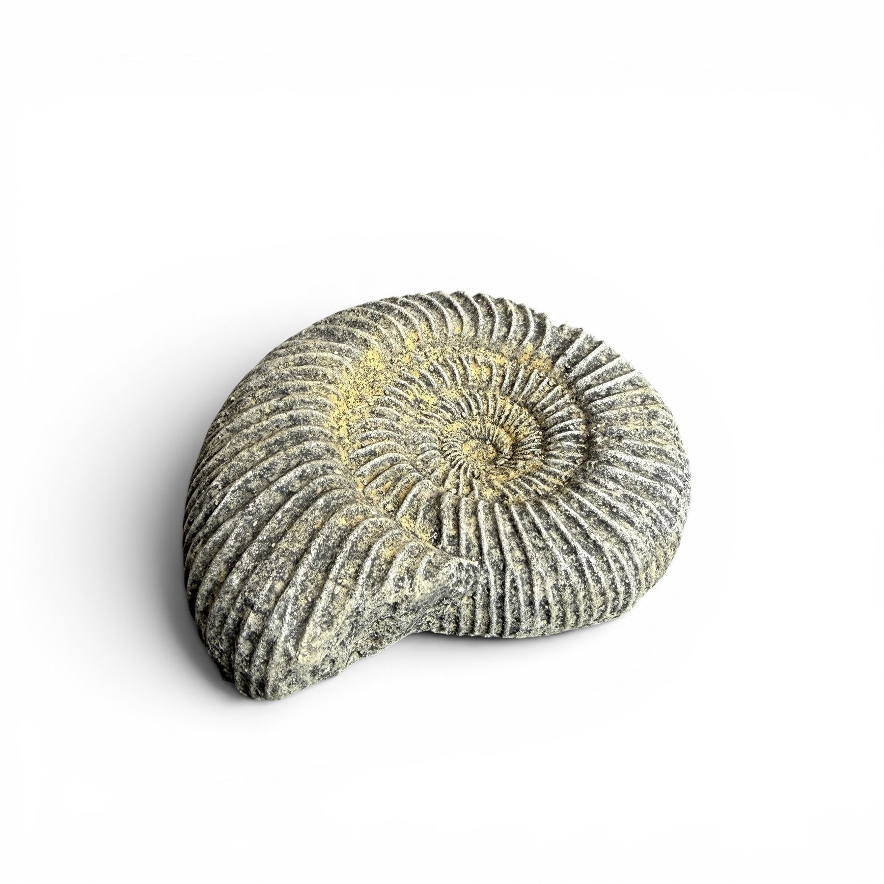 Set of three weathered cast stone wall plaques modelled in relief as ammonite fossils, of graduating size, each with wire hanging loop verso, max W45cm 