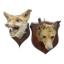 Taxidermy: Red fox masks (vulpes vulpes)