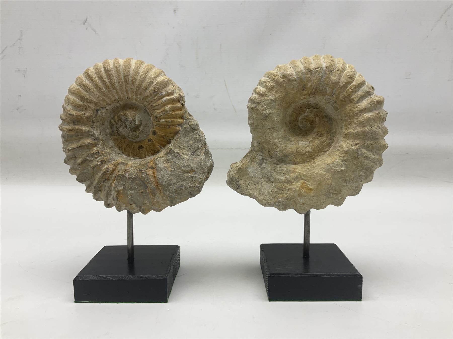 Pair of ammonite fossils, each individually mounted upon a rectangular wooden base, age; Cretaceous period, location; Morocco, H19cm