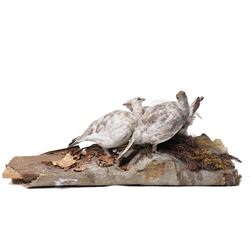 Taxidermy - English Grey Partridge (Perdix Perdix), three adult mounts upon naturalistic s...