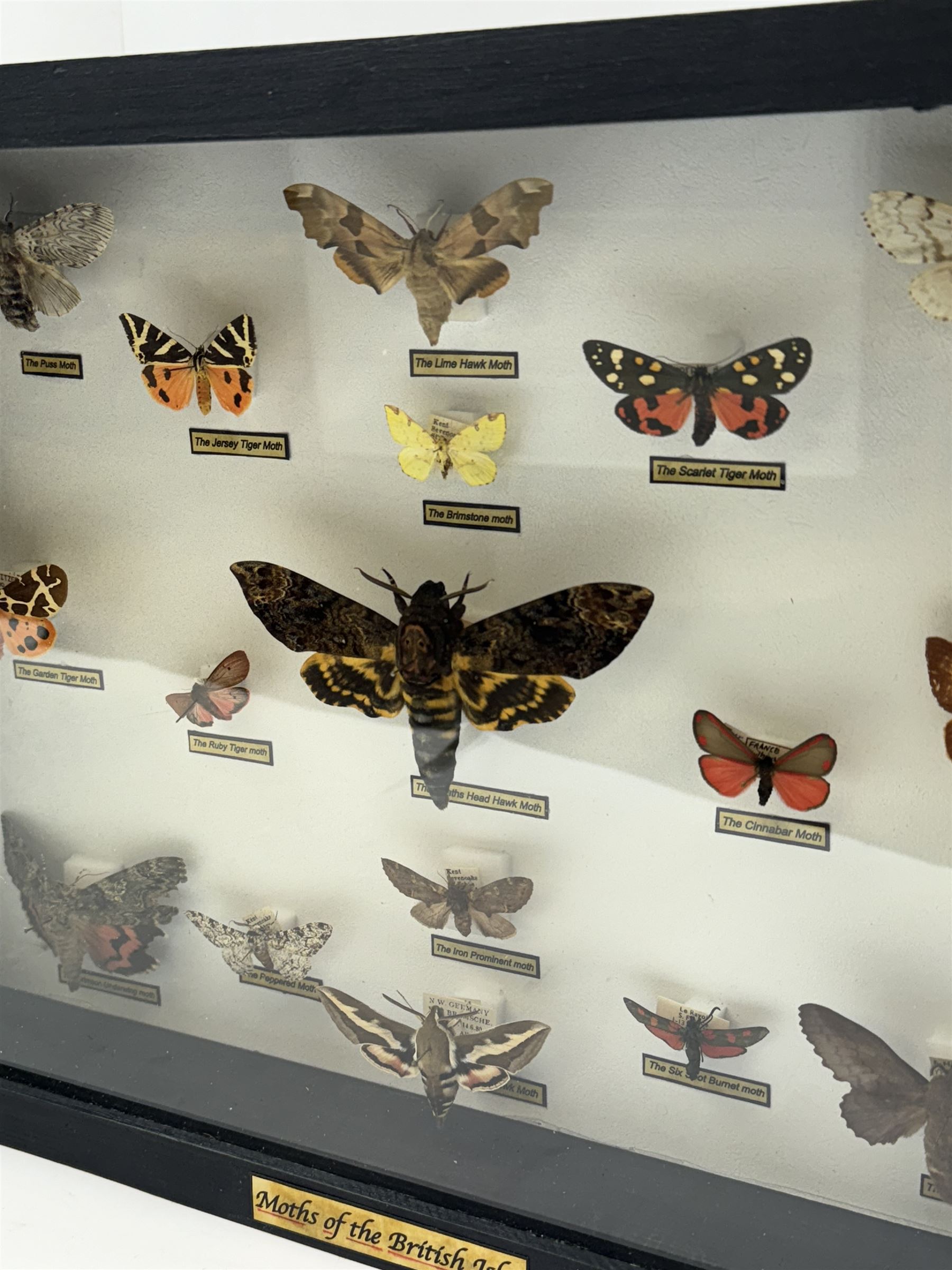 Entomology: Single glazed display of Moths of the British Isles, circa 20th century, single glazed display containing seventeen various specimens, including Death Head Hawk moth, Spurge Hawk moth, Crimson Underwing moth some with attached data labels, all pinned upon foam backing and named labels, enclosed within a glazed ebonised display case, H28cm, L38cm