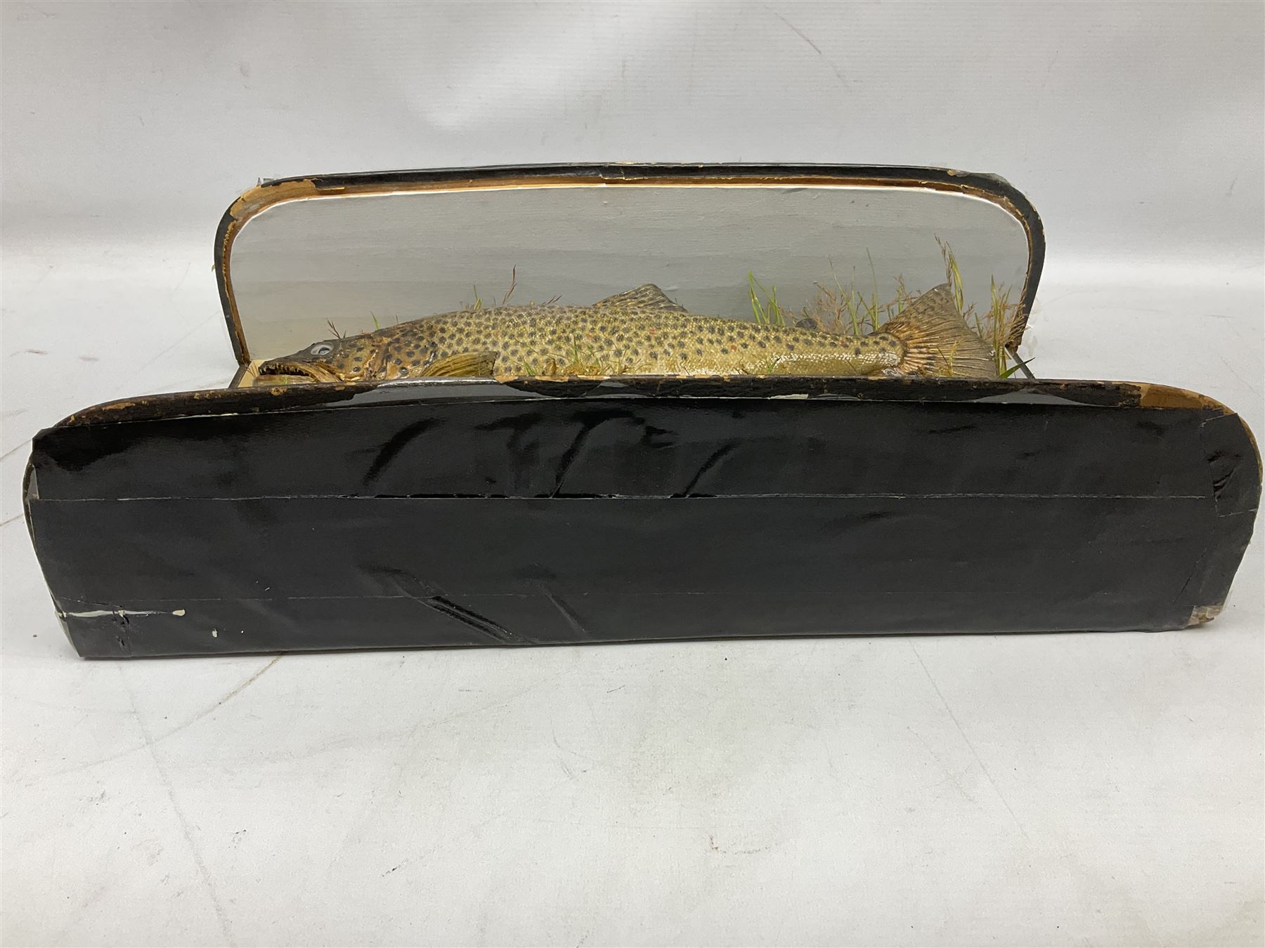Taxidermy: Brown trout (Salmo trutta), preserved by John Cooper & Sons, 28 Radnor Street, St Luke's, London, skin mount set above a pebbled river bed with reeds and grasses, set against blue painted back drop, inscription to the back drop 'Trout caught by Rev R.S. Ricketts at Kirkham Bridge July 1st 1890, artificial fly, weight 1.5lb', L50cm H26cm 