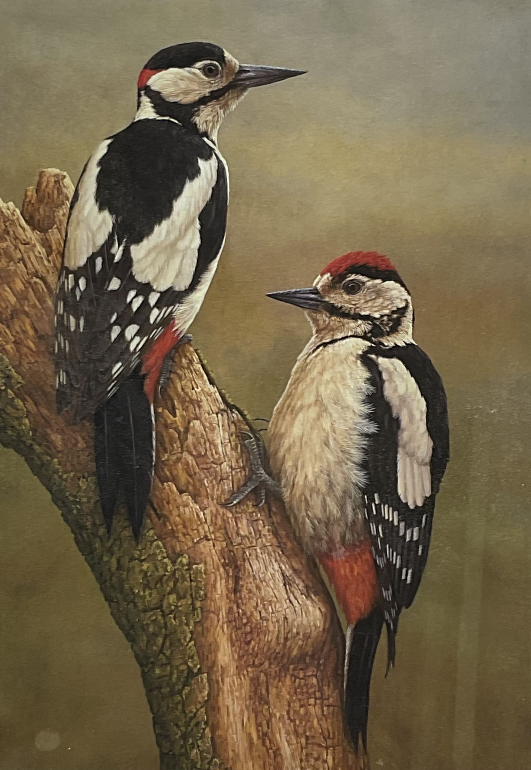 Robert E Fuller (British 1972-): Male and Female Great Spotted Woodpecker, limited edition colour print signed and numbered 77/850 in pencil 30cm x 22cm