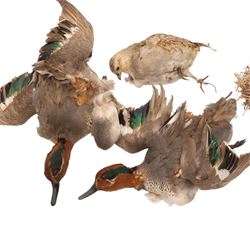 Taxidermy - Mallards, partridge with chicks and one other, all in need of repair 
