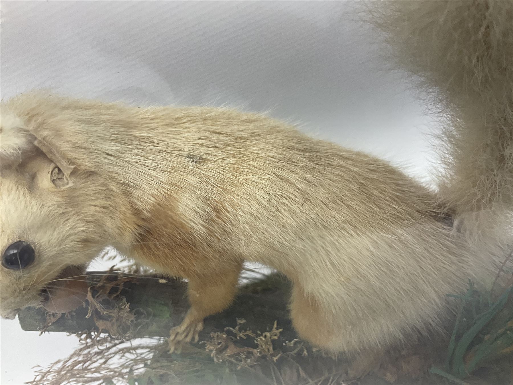 Taxidermy: Victorian cased Red Squirrel (Sciurus vulgaris), full mount adult, upon a tree branch with a naturalistic ground, enclosed beneath a period oval glass dome with ebonised base, raised upon four bun feet, H36cm 