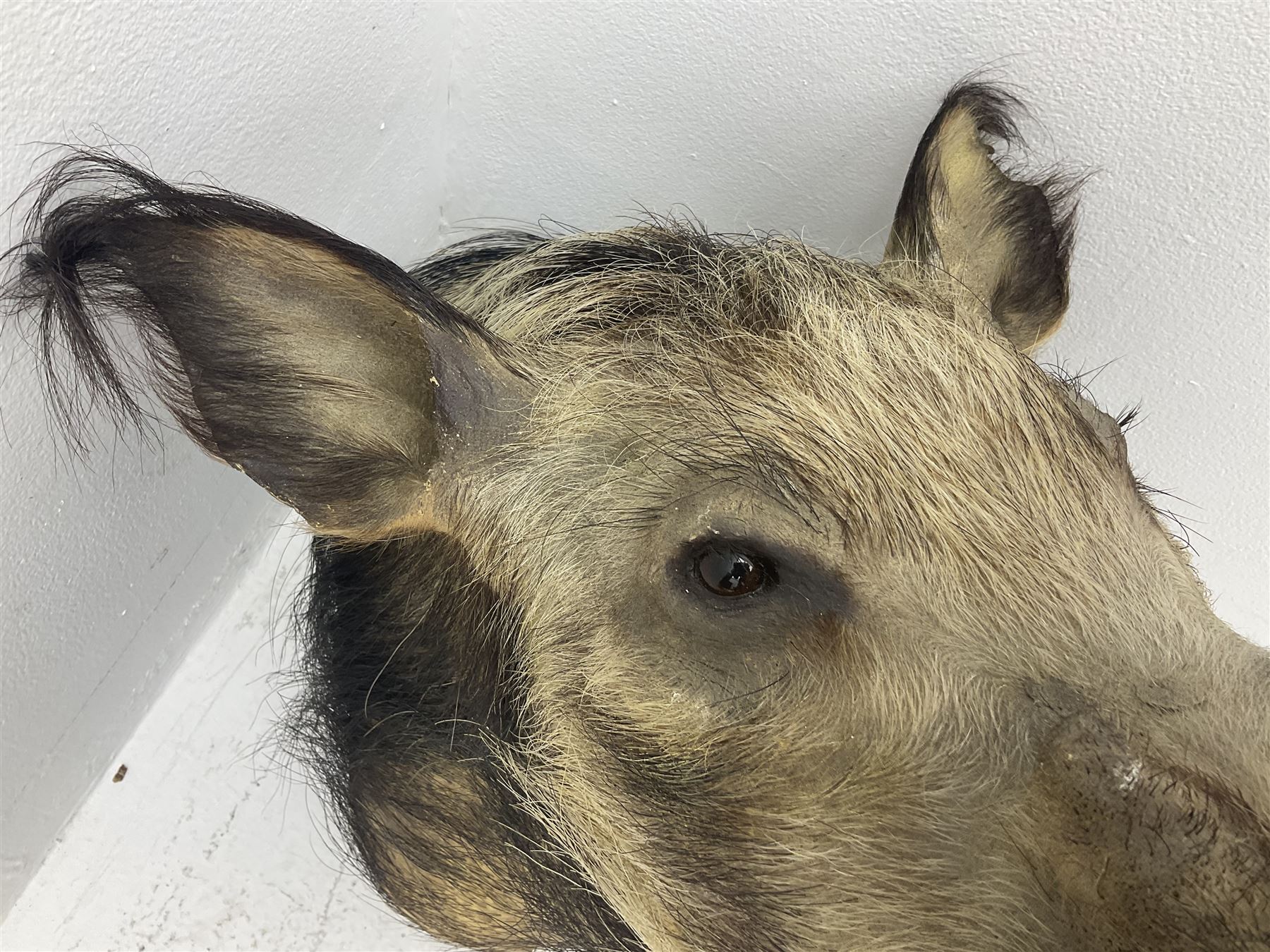 Taxidermy: African bushpig (Potamochoerus larvatus), male shoulder mount looking straight ahead, with mouth agape,  D55cm