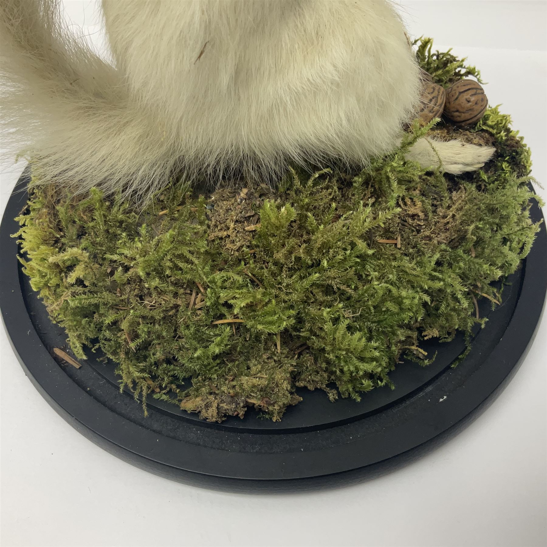 Taxidermy: Victorian albino Squirrel (Sciurus vulgaris), full mount adult, holding a hazelnut, upon naturalistic ground, enclosed beneath later glass dome with ebonised base, H32cm