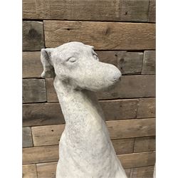 Pair of cast stone seated greyhounds, on square plinth base