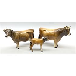 Beswick Jersey family group, comprising bull Dunsley Coy Boy model no 1422, cow Newton Tinkle model no 1345, and calf model no 1249d.