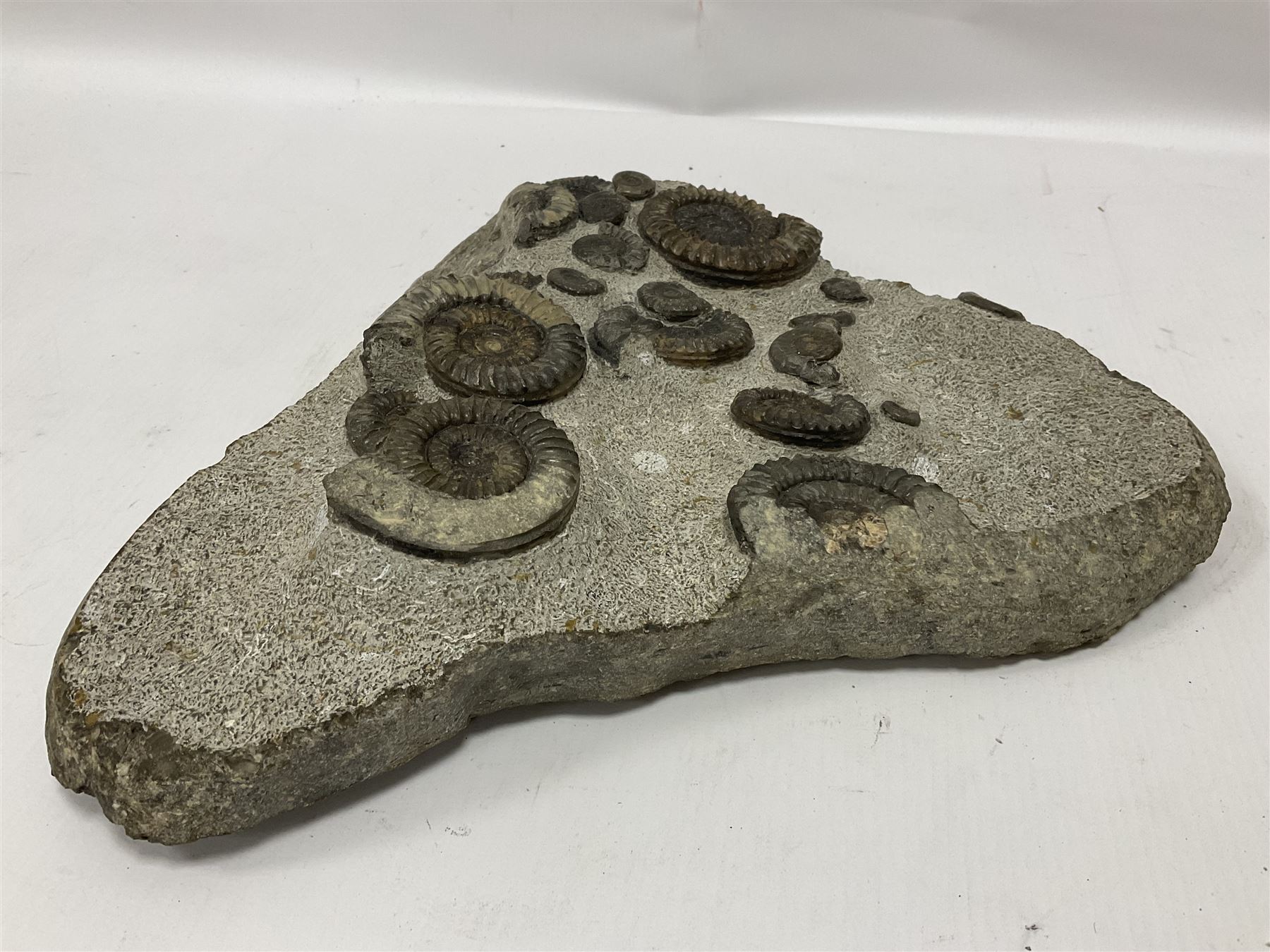 Ammonite multi-block fossil, comprising Arnioceras semicostatum, age; Jurassic period, location; Tunstall, Holderness coast, H30cm, L30cm 