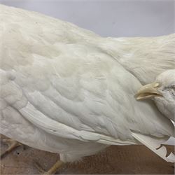 Taxidermy; pair of Common Pheasants (Phasianus Colchicus), white cock and hen adult mounts, upon a wooden base, H51cm  