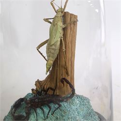 Entomology: Giant Forest scorpion (Heterometrus spinifer) and Prickly Stick insect (Extatosoma tiaratum), upon a gravel base, within a modern circular glass dome, H41cm