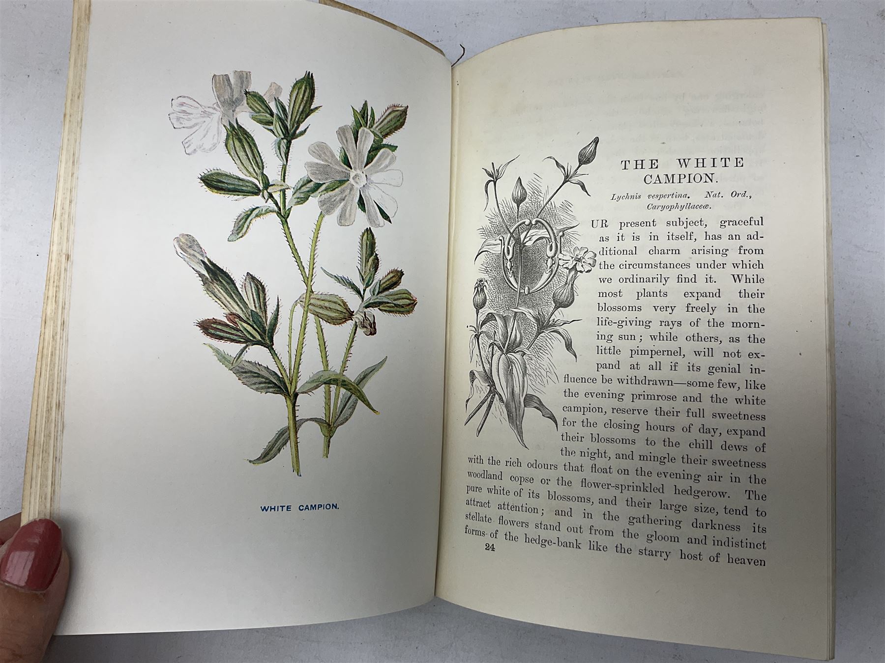 The Felix Annual 'the comic adventures of felix the film cat', The Japhet & Happy book , Hulm, Edward; Familiar Wild Flowers, with 40 coloured plates and other books