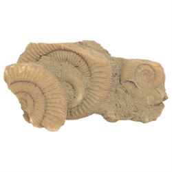 Ammonite cluster, together with Dendrite plaque, green river fossilised fish and other natural science specimens  