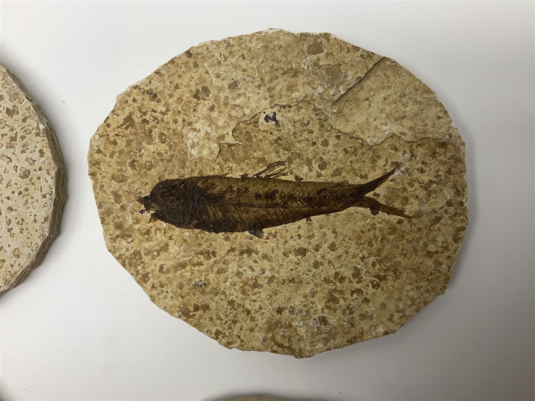 Four fossilised fish (Knightia alta) each in an individual matrix; age; Eocene period, location; Green River Formation, Wyoming, USA, largest matrix H8cm, L10cm
