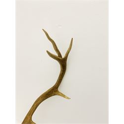 Antlers/Horns: European Red Deer (Cervus Elaphus), adult stag antlers, H82cm
