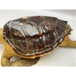 Taxidermy: Hawksbill Sea Turtle (Eretmochelys imbricata), juvenile full mount, beak to shell base L43cm