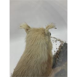 Taxidermy: Victorian cased Red Squirrel (Sciurus vulgaris), full mount adult, upon a tree branch with a naturalistic ground, enclosed beneath a period oval glass dome with ebonised base, raised upon four bun feet, H36cm 