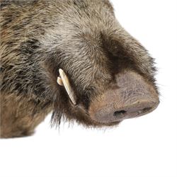 Taxidermy: A European Wild Boar (Sus scrofa), adult neck mount looking straight ahead, 50cm from wall