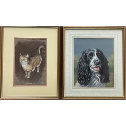 Catherine E Inglis (British Contemporary): Springer Spaniel, pastel signed; David Baker (British Contemporary): 'Jasmine' - Ginger Tabby Cat, pastel signed and titled 30cm x 20cm (2)