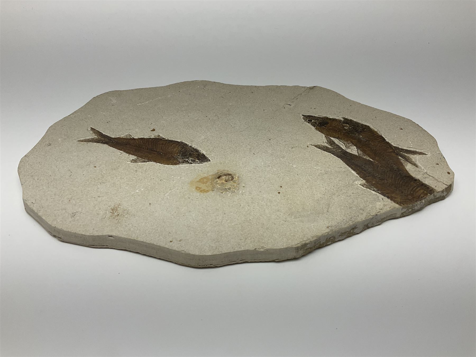 Four fossilised fish (Knightia alta) in a single matrix, age; Eocene period, location; Green River Formation, Wyoming, USA, matrix H25cm, L31cm