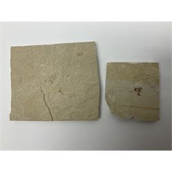 Two fossilised shrimp (Aeger tipularius) each in an individual matrix, age; Cretaceous period, location; Carpopenaeus callirostris Hjoula, Lebanon, largest matrix H9cm, L10cm