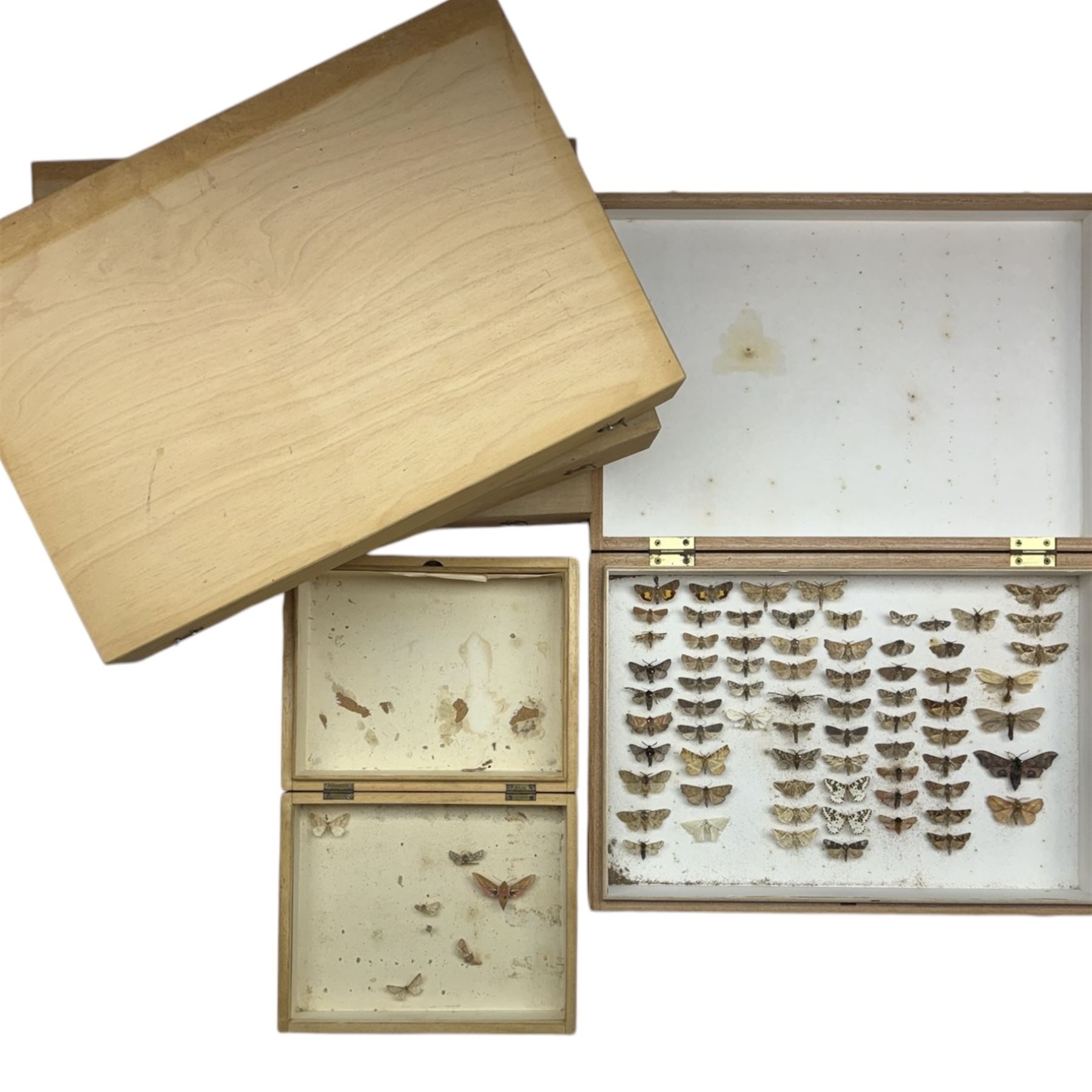 Entomology; Five storeboxes, four by the maker Watkins & Doncaster, together with setting boards and pins, two boxes containing moth specimens