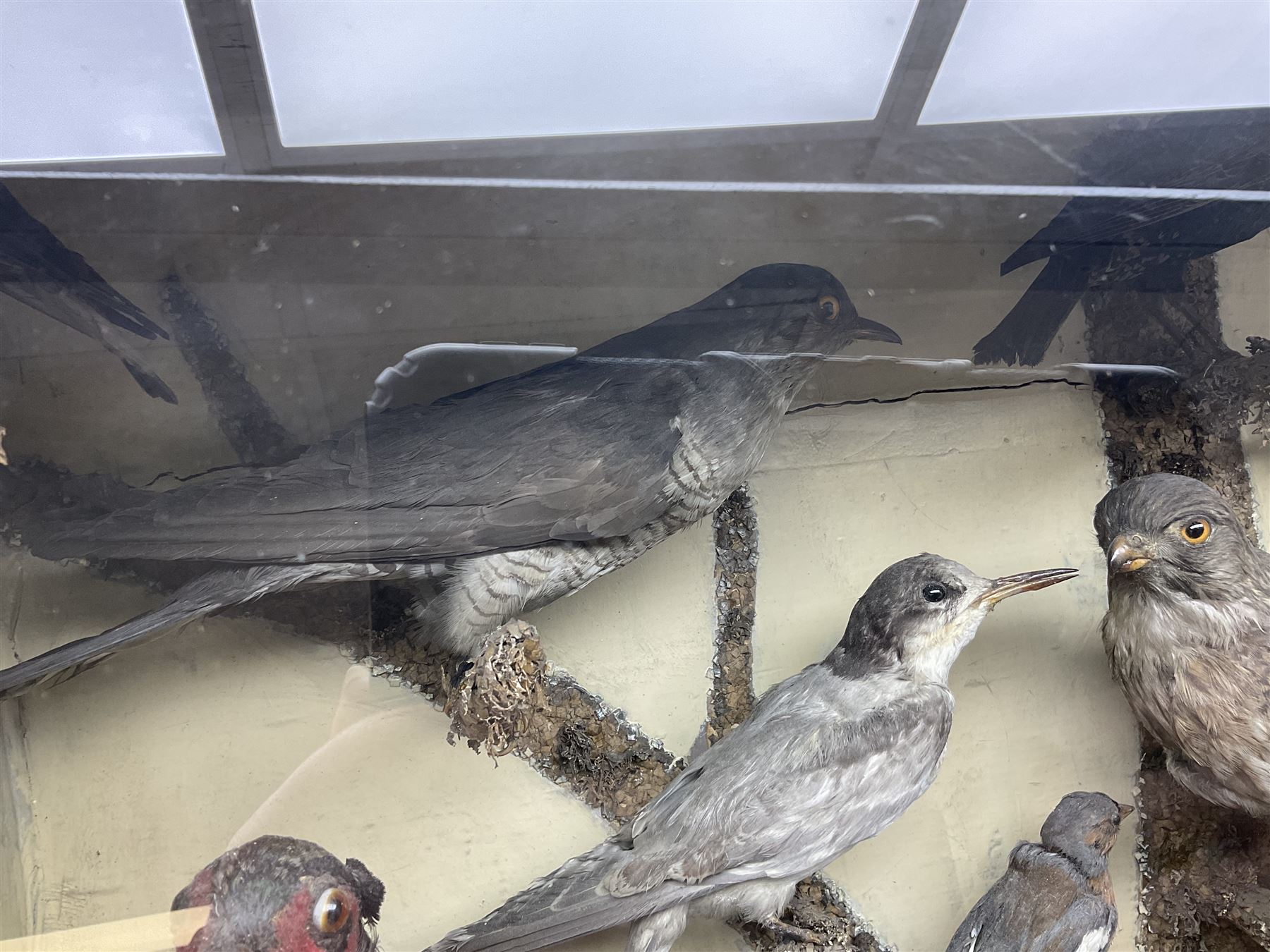 Taxidermy; cased bird diorama, to include Red-neck Pheasants (Phasianus colchicus) adult mounts hen and cock, Common Kestrel (Falco tinnunculus), Common Blackbird (Turdus merula), Starling (Sturnus vulgaris) and others,  in a naturalistic setting, encased within a single pane display case, H66cm, L97cm