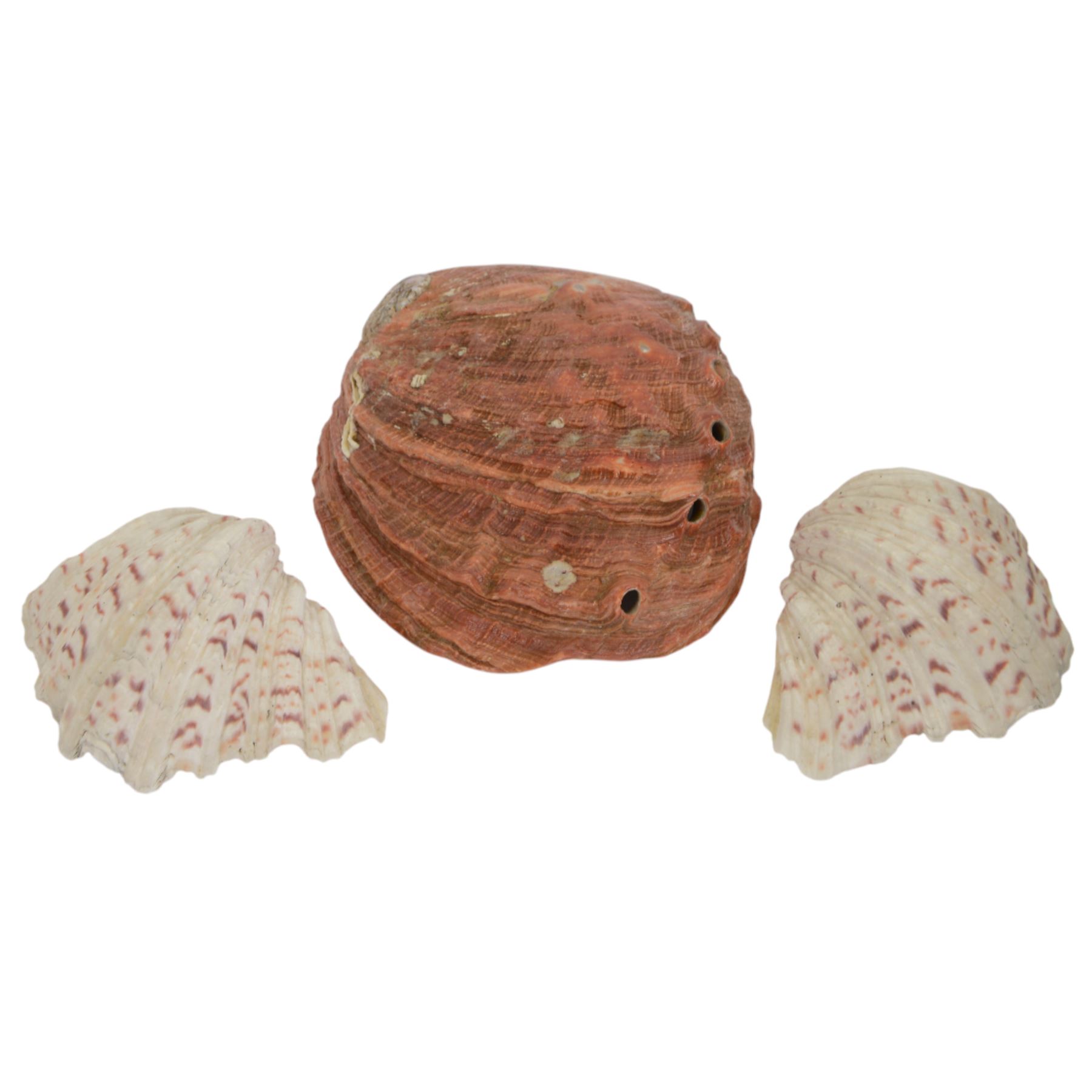 Conchology; Collection of seashells and coral, including Red Abalone shell, Hexaplex Callidinus, verious Cowrie shells, Leopardus cone etc, CITES Appendix II this lot is available to UK buyers only