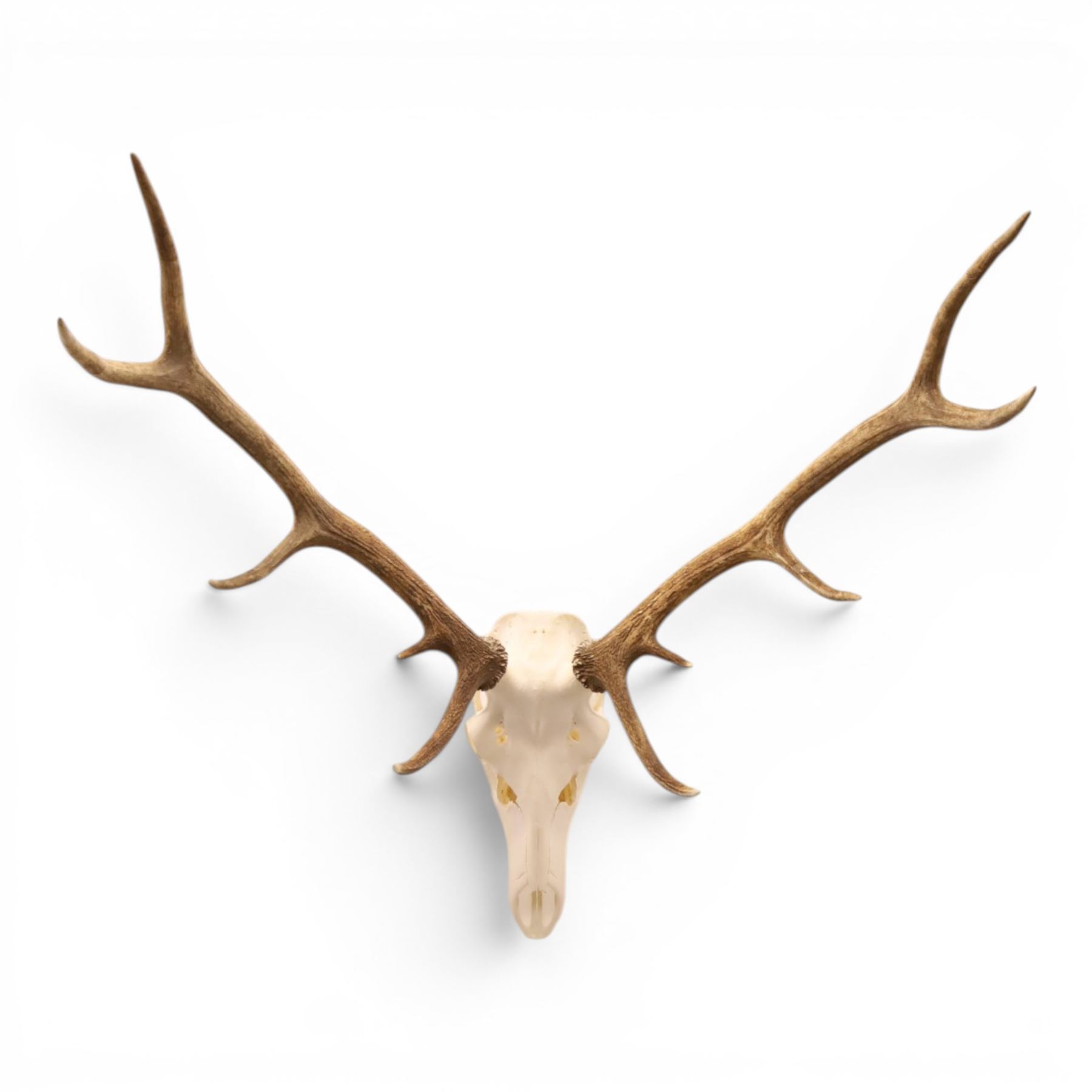 Antlers/Horns - Pair of Red Deer (Cervus elaphus) antlers on skull, H100cm
