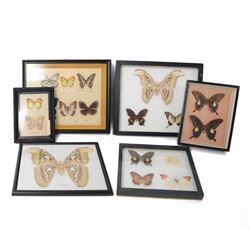 Entomology; group of eighteen framed butterfly and moth specimens, including Attacus Atlas...
