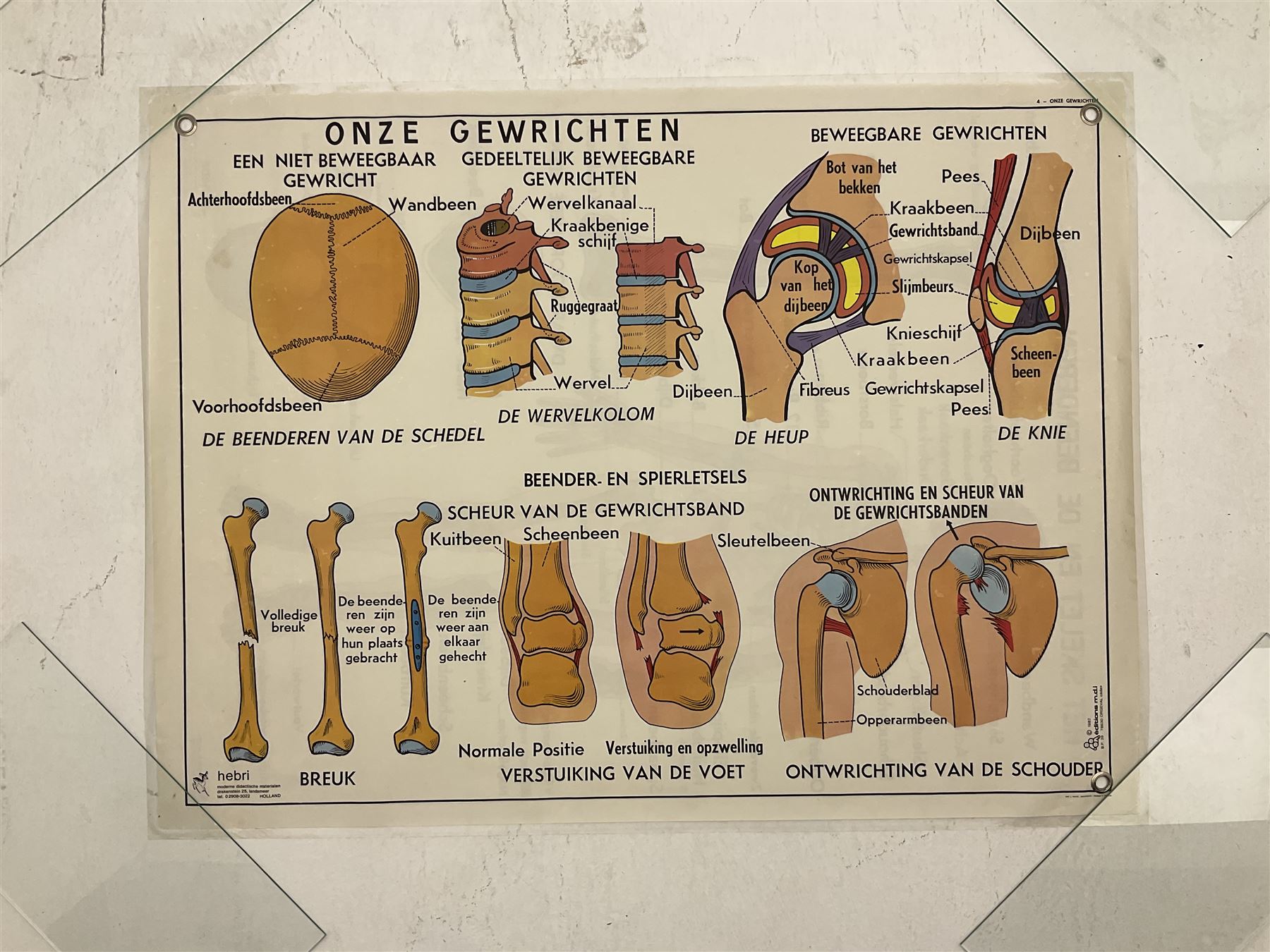 Five early 1980s Dutch medical posters, double sided decorated with colourful label anatomical diagrams, marked Hebri, Holland, W70cm H92cm