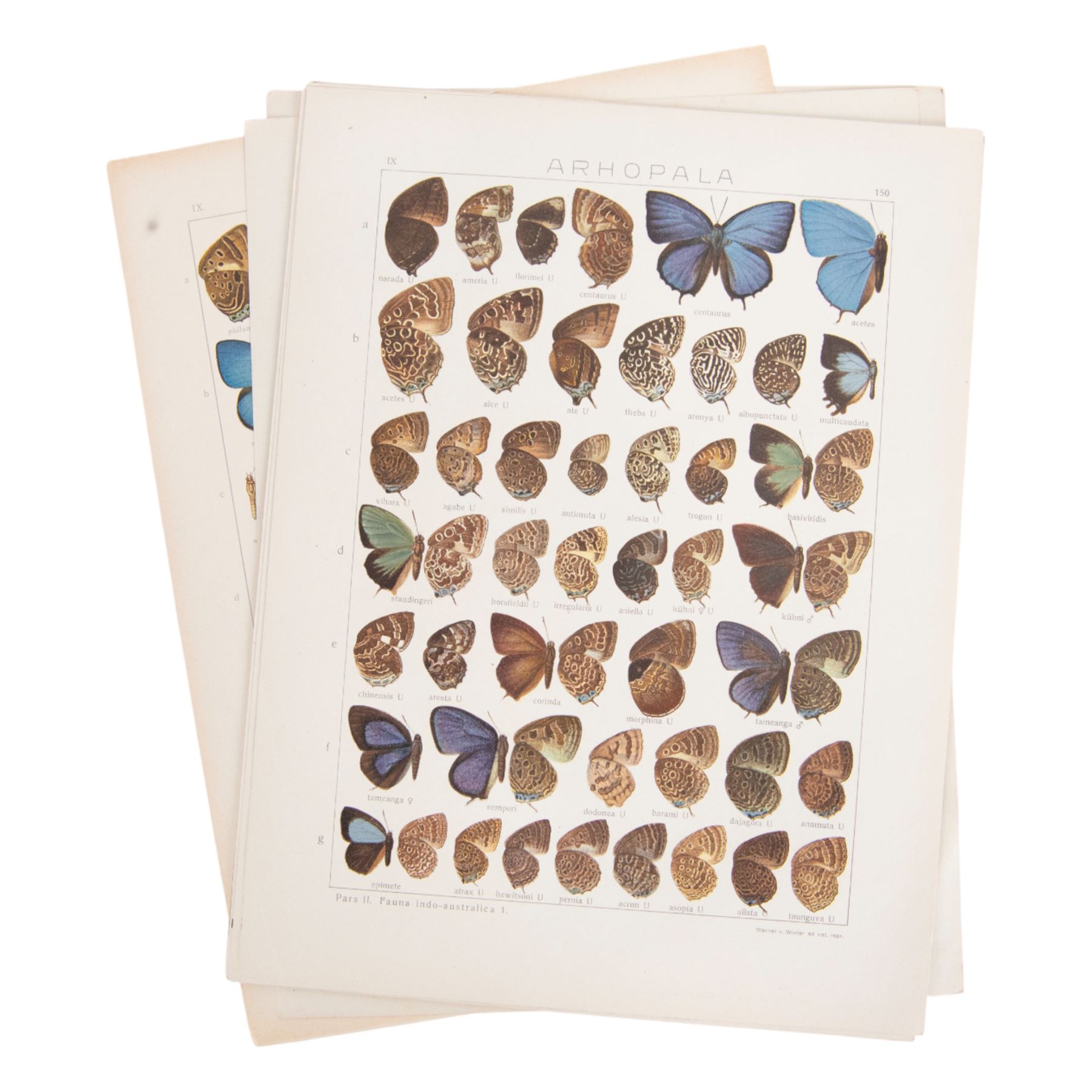 Seitz (Adalbert); collection of ten chromolithographic butterfly plates from Fauna Indo-Australica, mainly of specimens from the Lyceanidae family, circa 1907 
