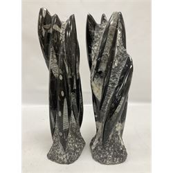 Pair of orthoceras fossil towers, age: Devonian period, location: Morocco, larger tower, H33cm