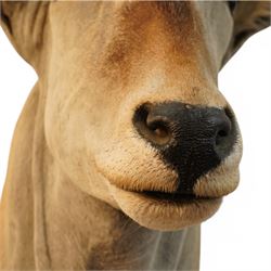 Taxidermy: Common Eland (Taurotragus Oryx), South Africa, large adult bull shoulder mount looking straight ahead, H160cm, D100cm 