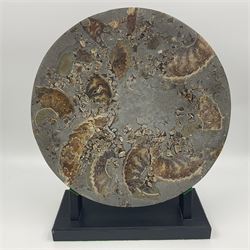 Polished ammonite plate, formed of individual ammonites age; Jurassic period, upon an ebonised stand, D27cm