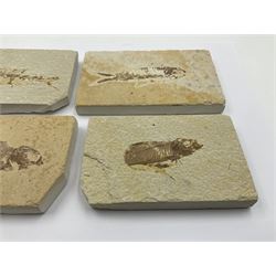 Four fossilised fish (Knightia alta) each in an individual matrix, age; Eocene period, location; Green River Formation, Wyoming, USA, largest matrix H7cm, L12cm