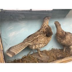 Taxidermy; Cased pair of Ruffed Grouse (Bonasa umbellus), male and female adult mounts, in a naturalistic setting, encased within a single pane display case, H39cm, L68cm