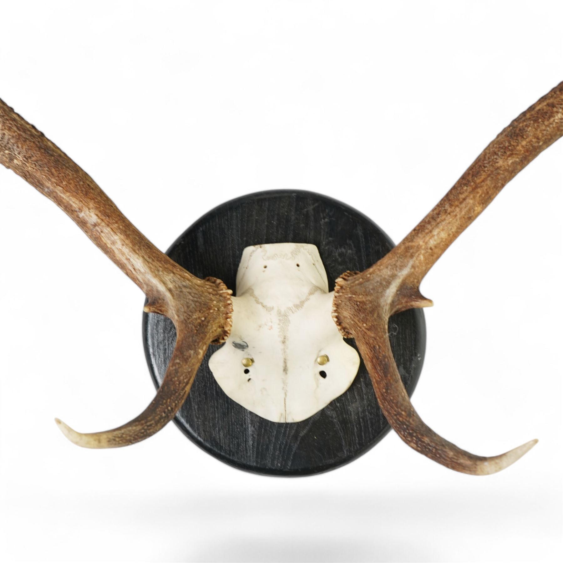 Antlers/horns: Set of Elk (Cervus Canadensis) antlers upon partial skull, mounted upon an ebonised circular wooden plaque, D89cm 